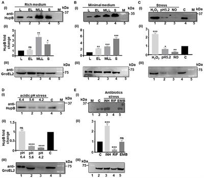 HupB, a nucleoid-associated protein, is critical for survival of Mycobacterium tuberculosis under host-mediated stresses and for enhanced tolerance to key first-line antibiotics